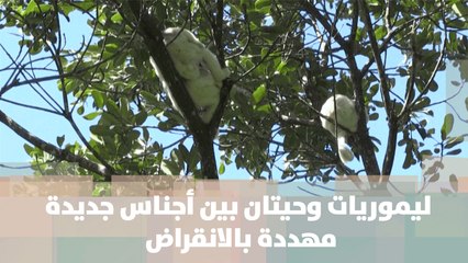 ليموريات وحيتان بين أجناس جديدة مهددة بالانقراض - مدغشقر