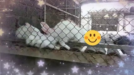 Adorable playful Rabbits - Tien Jokey