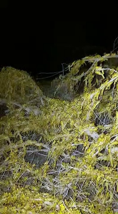 Swarms of Locusts Flood Crops in Pakistan Village