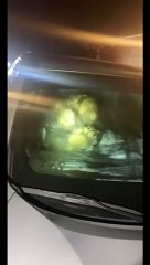 Bear Crawls Out of Car