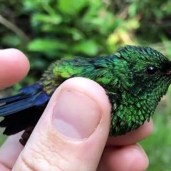 humming bird enjoying nature