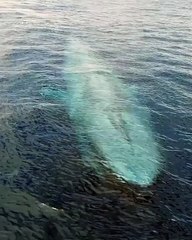 world's largest blue whale in ocean