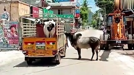 பழகிய பசுவின் பிரிவைத் தாங்க முடியாத காளையின் பாசப்போராட்டம்....