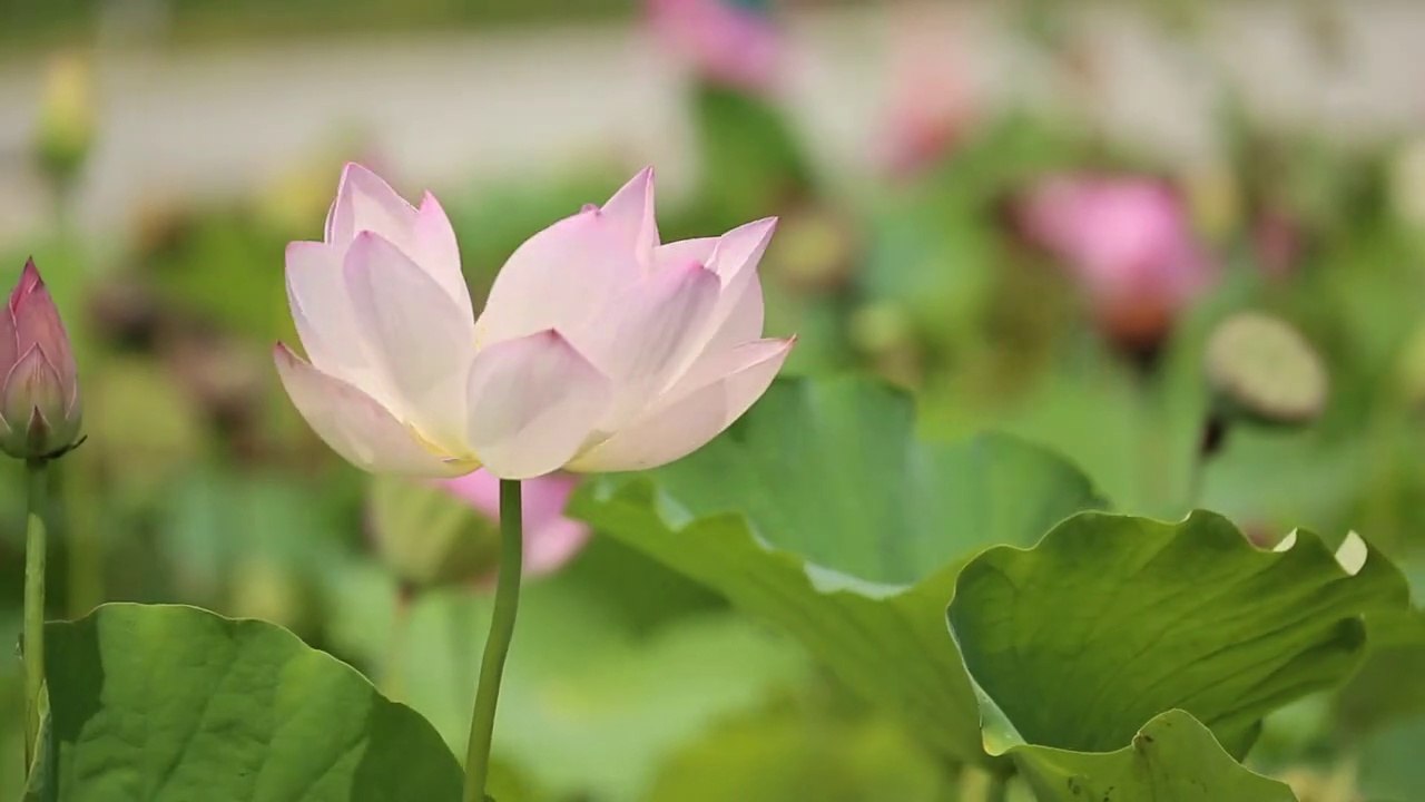 Lotus Dancing in The Wind || Lotus Flower || Beauty Of Nature || Changder TV