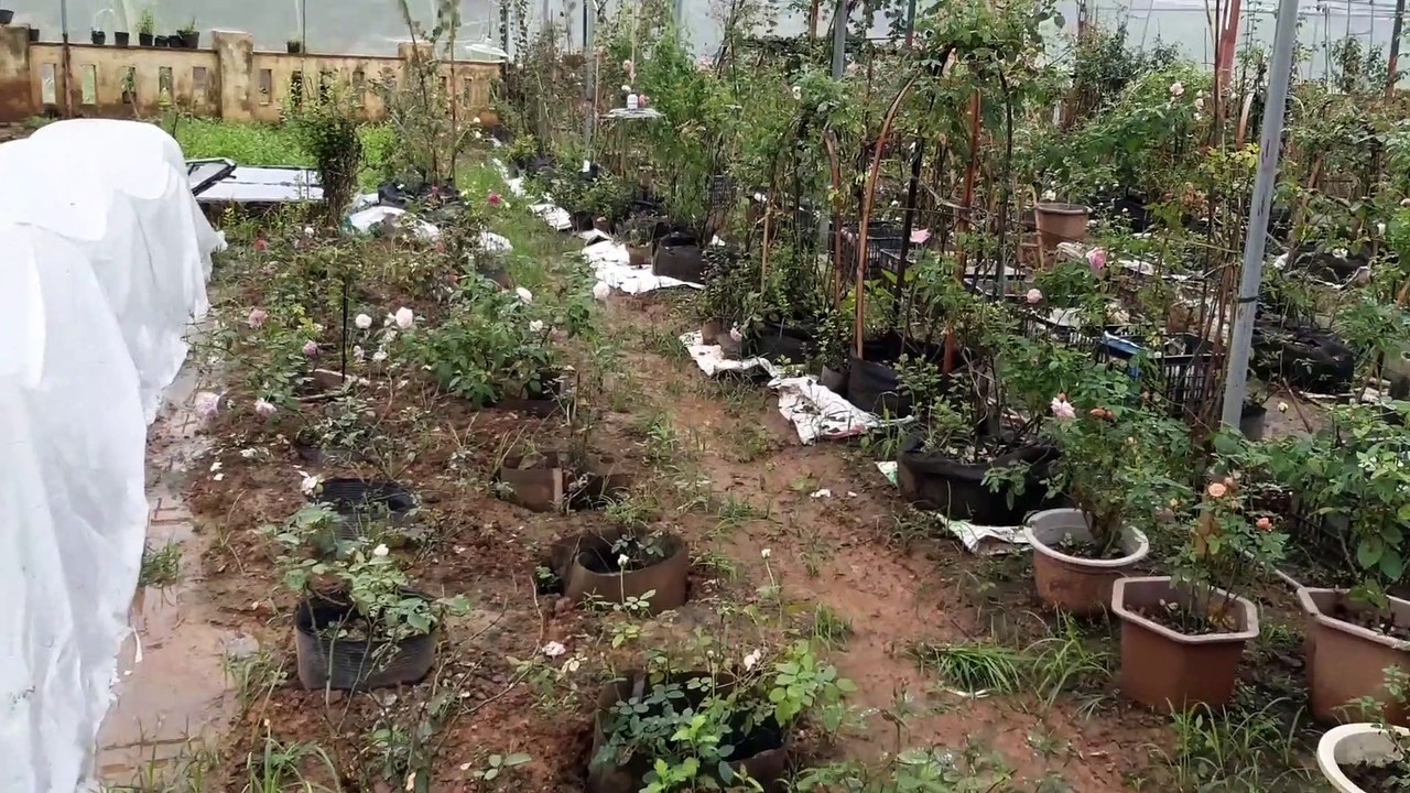Grid model for growing flowers