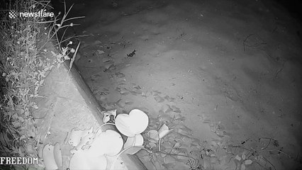 Amazing moment baby turtles emerge from nest and walk into the ocean