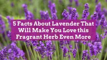 5 Facts About Lavender That Will Make You Love this Fragrant Herb Even More