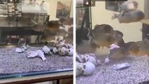 Un homme nous montre à quelle vitesse ses piranhas dévorent une cuisse de poulet