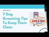 7 Dog Grooming Tips To Keep Them Clean