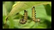 Interesting Knowledge Abouts of Grasshopper in Hindi | टिड्डी के बारे में रोचक ज्ञान हिंदी में [Grasshopper] [Locusts] [Factomyst] [Locusts Attack] [Locust Pleague]