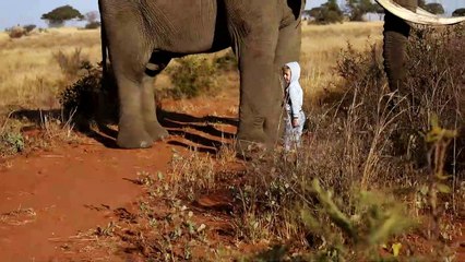 Fearless 4-Year-Old Gives Huge Bull Elephant Some Love