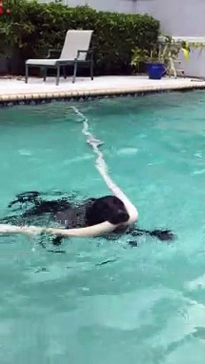 Rosie is Determined to Retrieve Pool Vacuum