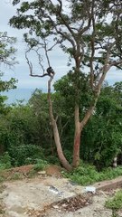 Monkey Steals Bottle and Drinks in Tree