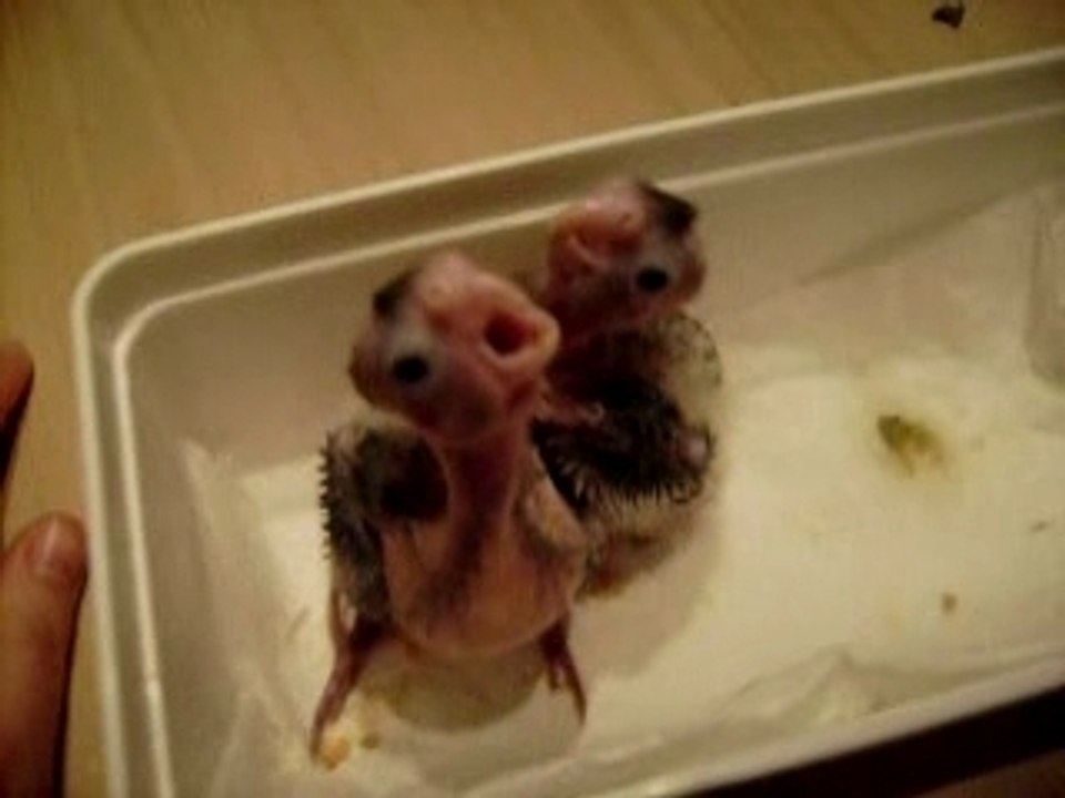 voici mes bebes calop face pale ils ont 15 jours aujourd hui