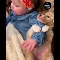 Cute Animals - Cute animals  baby  Compilation  Videos - very Awesome  moment of the animals.16
