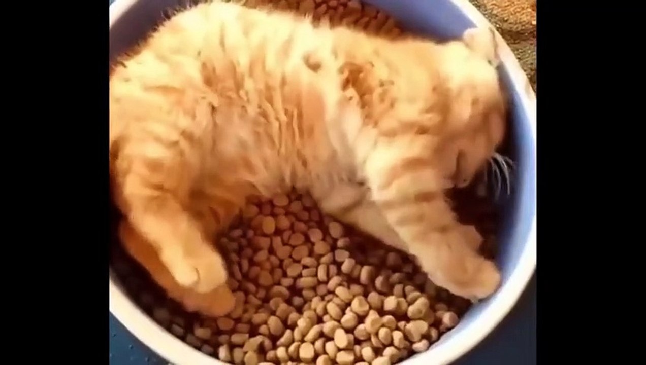 Cute Animals - Cute animals  baby  Compilation  Videos - very Awesome  moment of the animals.8