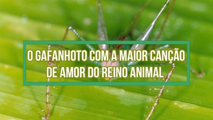 O gafanhoto com a maior cancao de amor do reino animal