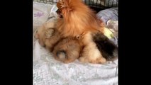 Cute Pomeranian Puppies Doing Funny Things #5 _ Cute and Funny Dogs