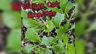 Diatomaceous Earth application did not save these plants from being eaten by slugs in the garden