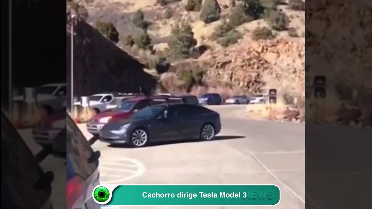 Cachorro dirige Tesla Model 3