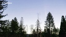 Neowise comet rises through California forest in Butte County