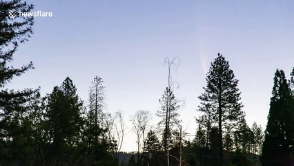 Neowise comet rises through California forest in Butte County