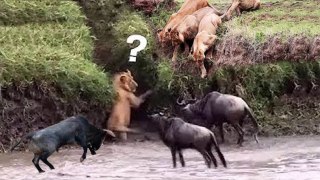 Why Do Lions Fear Of Wildebeest Mother Wildbeest Protetc Her Baby From Lion, Crocodile, Hippo