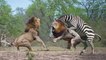 HUNTER BECOMES THE HUNTED - Mother Zebra Save Her Newborn From Lion , Giraffe vs Lion