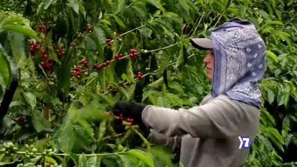 7 días-Cosecha-del-café-otra-víctima-del-coronavirus-130720