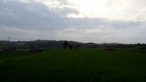 Rice Fields After the Rain in Japan
