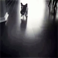 Happy Puppy in Slow Motion