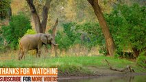 African Wildlife Documentary Film- Zimbabwe,Wild animals top beautiful animals