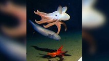 Scientists Capture The World's Deepest Octopus On Video