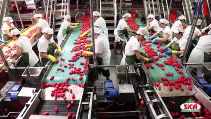 Catchy Tomato Sauce Slogans