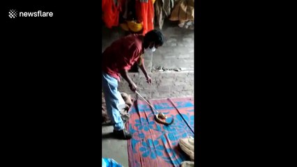 Venomous cobra shares bed with two construction workers in India