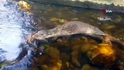 Bursa'da yıllar sonra ilk kez görülen su samuru yaralı halde bulundu