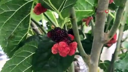 Dut ağacındaki iki farklı renk görenleri şaşırtıyor