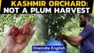 Kashmir plum orchard: Sour & sweet fruit harvest hit| Oneindia News