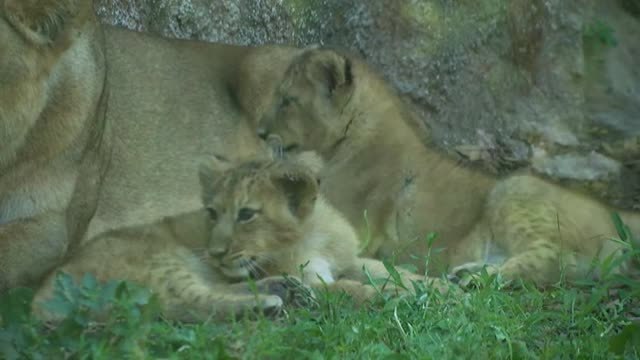 Un zoo de Roma presenta a dos leonas nacidas durante el confinamiento