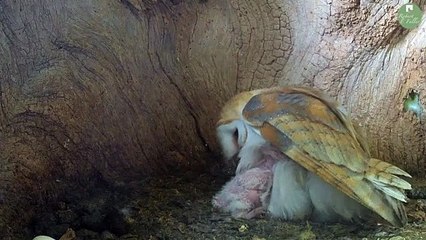Barn Owl chick Solo Hatching
