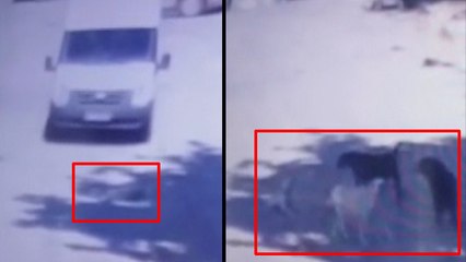 Köpeklerden insanlara büyük ders