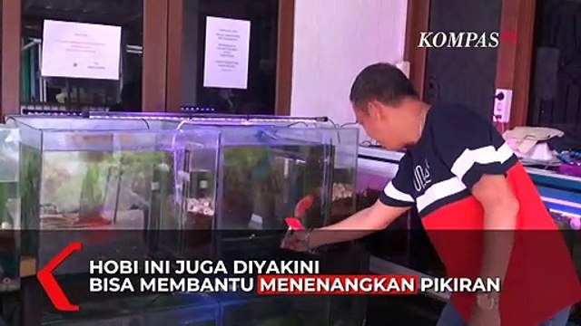 Mengoleksi Ikan Hias Bisa Membuat Jiwa Tenang