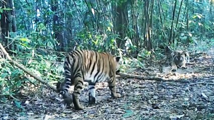 Myanmar’s commercial tiger and pangolin farms may also fuel endangered species trade