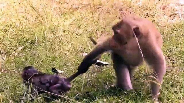 Hero Monkey Save, Baby From Crocodile, Hunt . Baboon vs Alligator, Aniamals Save Another ,Animals