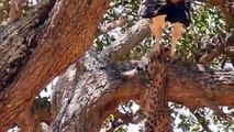 Hero Mother, Leopard save ,Baby From Eagle ,hunting Fail , Most Amazing, Animals save another, Animals