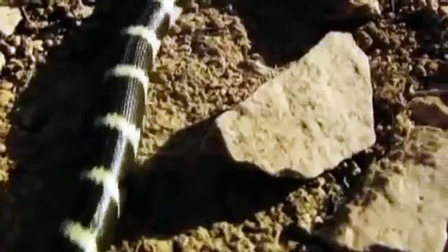 Hero Rat save ,Mouse From Snake ,Python hunting Fail ,Most Amazing Animals, save another, Animals