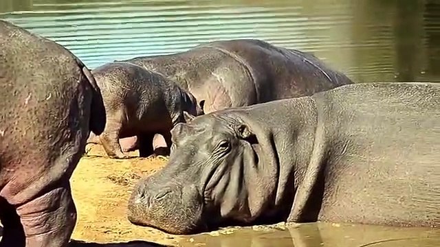 Hippo Saved Baby ,From Lion, - Hippo vs Lion, Attacks Compilation, Aniamals Save Another ,Animals