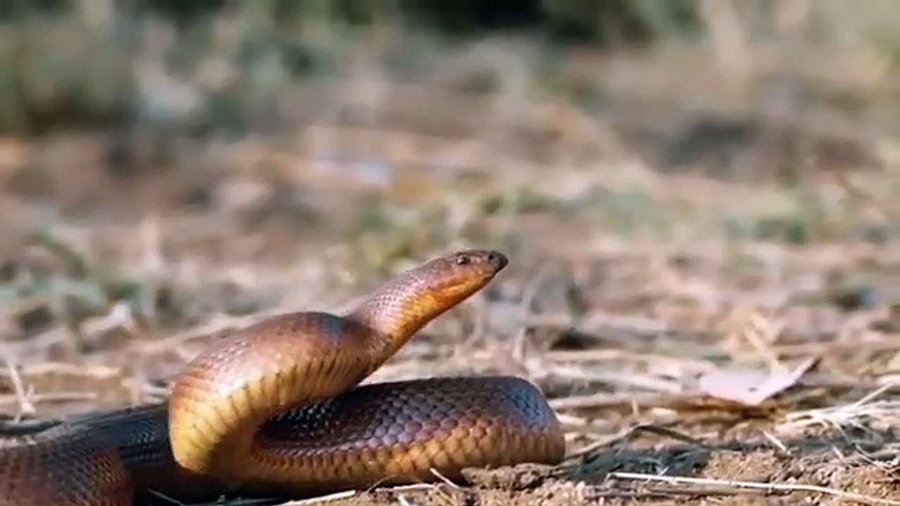 Honey Badger ,caughts and eats ,Snake  vs Cobra, Python  Snake Vs Honey Badger ,- Battle In The, Desert