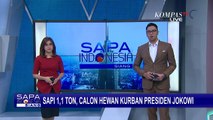 Intip Sapi Kurban Jumbo Presiden Jokowi yang Seberat 1,1 Ton