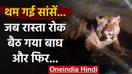 Viral Video : थम गई सांसे ,जब रास्ता रोक बैठ गया बाघ और फिर...!| वनइंडिया हिंदी